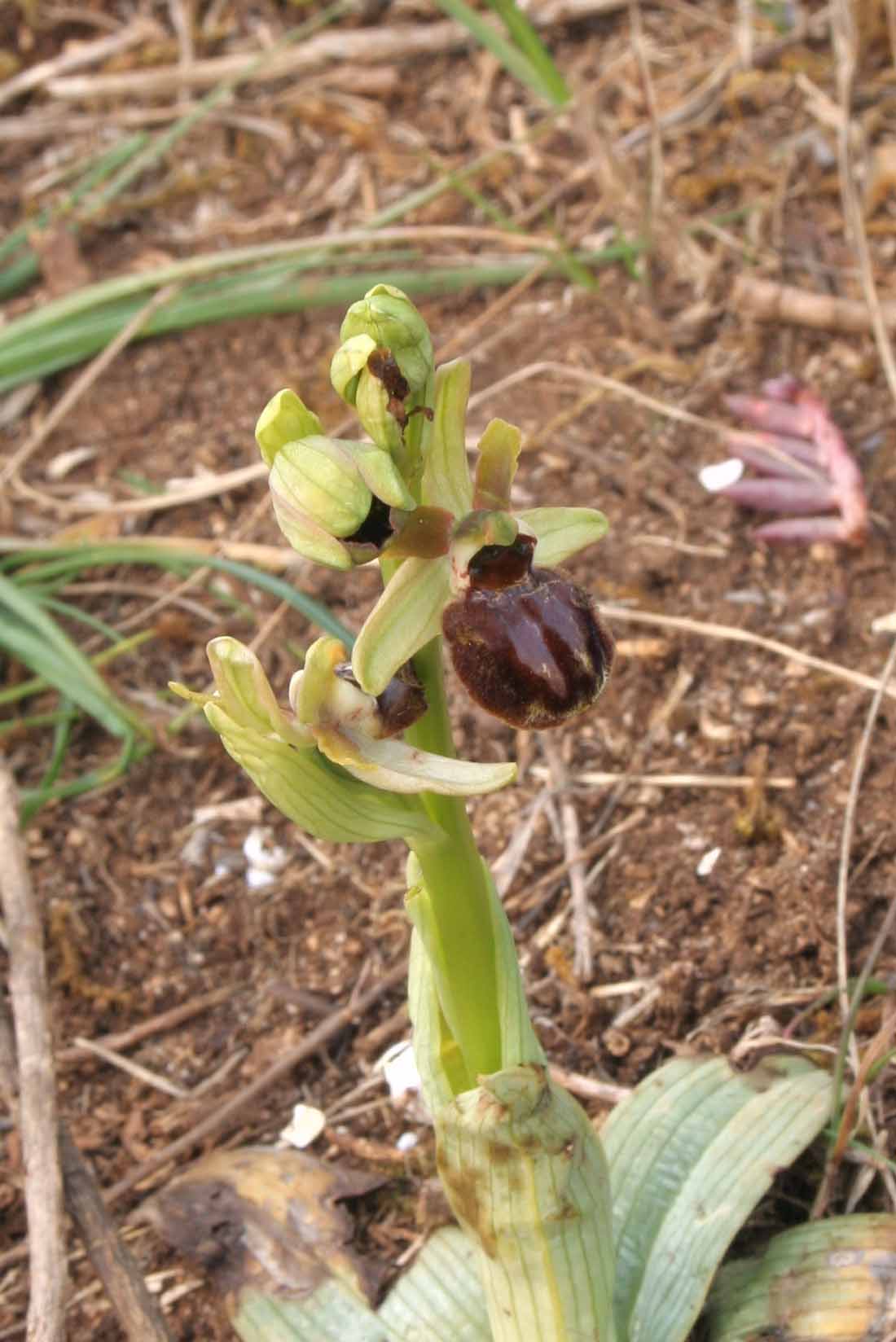 Ophrys sphegodes - Lago di Garda -